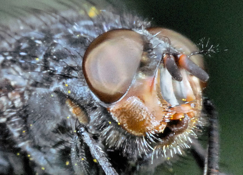 Un ragno nuovo e una coccinella